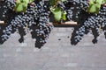 Red grapes on gray washed brick wall