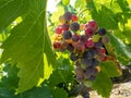 Joyful summer background with a ripe bunch of grapes