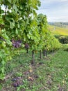 Red grapes green leaves vine Autumn landscape Royalty Free Stock Photo