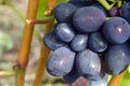 Red grapes with green leaves on the vine. fresh fruits