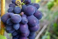 Red grapes with green leaves on the vine. fresh fruits