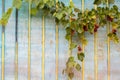 Red grapes with green leaves on the vine. Vine grape fruit plants.