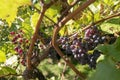 Red grapes growing in autumn Royalty Free Stock Photo