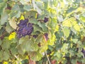 Red grapes growing in Setubal region, Portugal