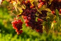 Red grapes growing on vine in bright sunshine light Royalty Free Stock Photo