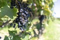 Red grapes growing in autumn Royalty Free Stock Photo