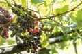 Red grapes growing in autumn Royalty Free Stock Photo