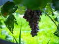red grapes hanging on vine, young green in vineyard. Royalty Free Stock Photo