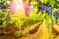 Red grapes hanging in vineyard