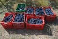 Red grapes harvest