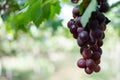 Red grapes harvest in vineyard