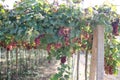 Red grapes harvest in vineyard