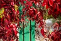 Red grapes on a metal green fence