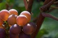 Red grapes in morning sun Royalty Free Stock Photo