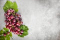 Red grapes over stone table. Top view with copy space Royalty Free Stock Photo