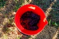 Red Grapes In Picking Bucket