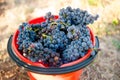 Red Grapes In Picking Bucket