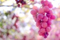 Red grapes pink sweet moment