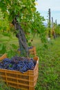 Red grapes in plastic boxes across vineyards and mountains landscape. Wine production. Agricultural business. Italy