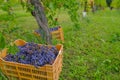 Red grapes in plastic boxes close-up across vineyards and mountains landscape. Wine production. Agricultural business. Italy