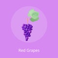 Red Grapes Poster with Bunch Purple Grape Vector Royalty Free Stock Photo