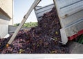 Red grapes pouring into a press during harvest Royalty Free Stock Photo