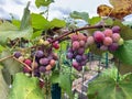 Red Grapes Ready for Harvest in Summer Royalty Free Stock Photo