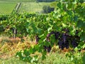 Red grapes ready to be harvested on the hills covered of vineyards in eastern Friuli.