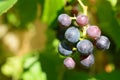 Red grapes Royalty Free Stock Photo