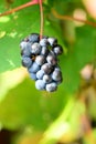 Red grapes Royalty Free Stock Photo