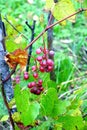 Red grapes ripen on branch of the vine on hot summer day Royalty Free Stock Photo