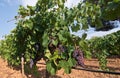 Red grapes ripening on wine stock Royalty Free Stock Photo