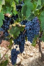 Red grapes Sangiovese Royalty Free Stock Photo