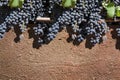 Red grapes on terracotta background Royalty Free Stock Photo