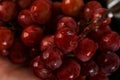 Red grapes under running water Royalty Free Stock Photo