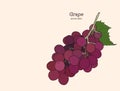 Red grapes. Vector illustration. Royalty Free Stock Photo