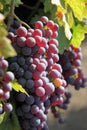 Red Grapes on the Vine Royalty Free Stock Photo