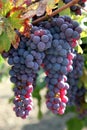 Red Grapes on the Vine Royalty Free Stock Photo