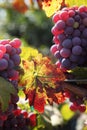 Red Grapes on the Vine Royalty Free Stock Photo