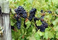 Red Grapes on Vine