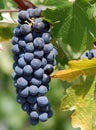 Red grapes on the vine. Royalty Free Stock Photo