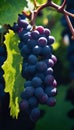 Red grapes on vine HD 8K wallpaper