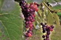 Red Grapes on the vine Royalty Free Stock Photo