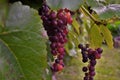 Red Grapes on the vine Royalty Free Stock Photo