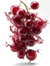 red grapes in a vine splash Royalty Free Stock Photo