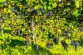 Red grapes on vine stock at wine yard, Austria south Styria Royalty Free Stock Photo