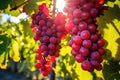 red grapes on the vine under the soft sunny glow