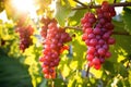 red grapes on the vine under the soft sunny glow