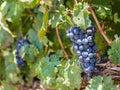 Red grapes in vineyard in Franschhoek, South Africa