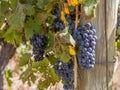 Red grapes in vineyard in Franschhoek, South Africa Royalty Free Stock Photo